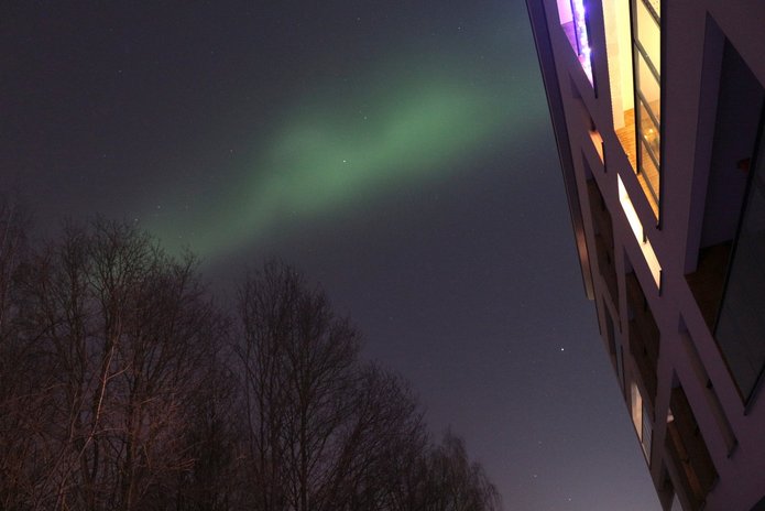 Na nocnym niebie widoczna jest delikatna, zielonkawa smuga zorzy polarnej rozciągająca się ukośnie nad koronami bezlistnych drzew. Po prawej stronie kadru znajduje się fragment nowoczesnego budynku z oświetlonymi oknami. Tło stanowi ciemne, gwiaździste niebo.