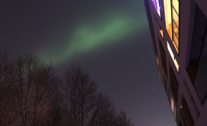 Na nocnym niebie widoczna jest delikatna, zielonkawa smuga zorzy polarnej rozciągająca się ukośnie nad koronami bezlistnych drzew. Po prawej stronie kadru znajduje się fragment nowoczesnego budynku z oświetlonymi oknami. Tło stanowi ciemne, gwiaździste niebo.