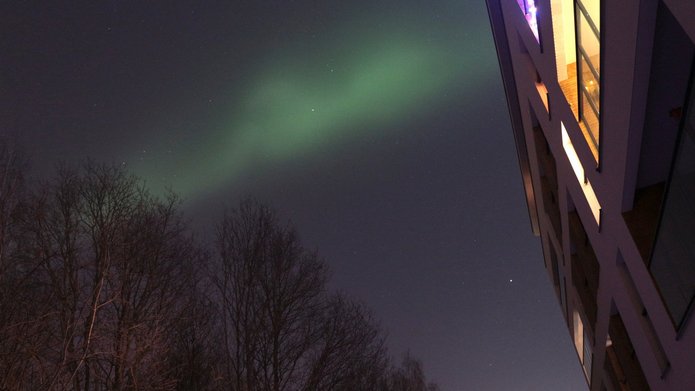 Na nocnym niebie widoczna jest delikatna, zielonkawa smuga zorzy polarnej rozciągająca się ukośnie nad koronami bezlistnych drzew. Po prawej stronie kadru znajduje się fragment nowoczesnego budynku z oświetlonymi oknami. Tło stanowi ciemne, gwiaździste niebo.