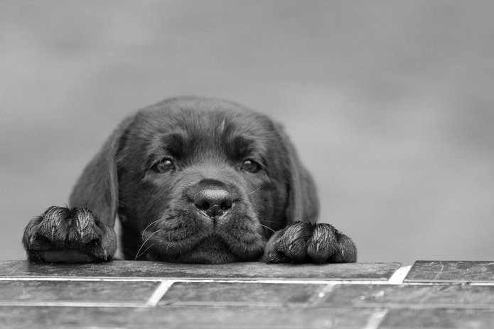 a black and white photo of a puppy