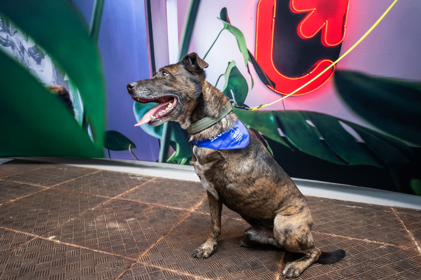 siedzacy brązowy, pręgpowany pies bez jednej łapki